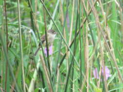 Image of White-throated Flycatcher