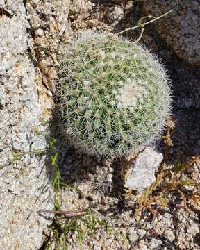 Image of Mammillaria petrophila subsp. baxteriana (H. E. Gates) D. R. Hunt