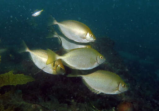 Image of Dusky rabbitfish