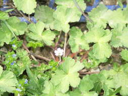 Image of Round-leaved Crane's-bill