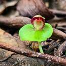 Image of Corybas limpidus D. L. Jones