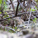 Imagem de Ochotona princeps saxatilis Bangs 1899