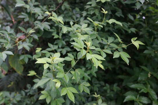 Image of Zanthoxylum asiaticum