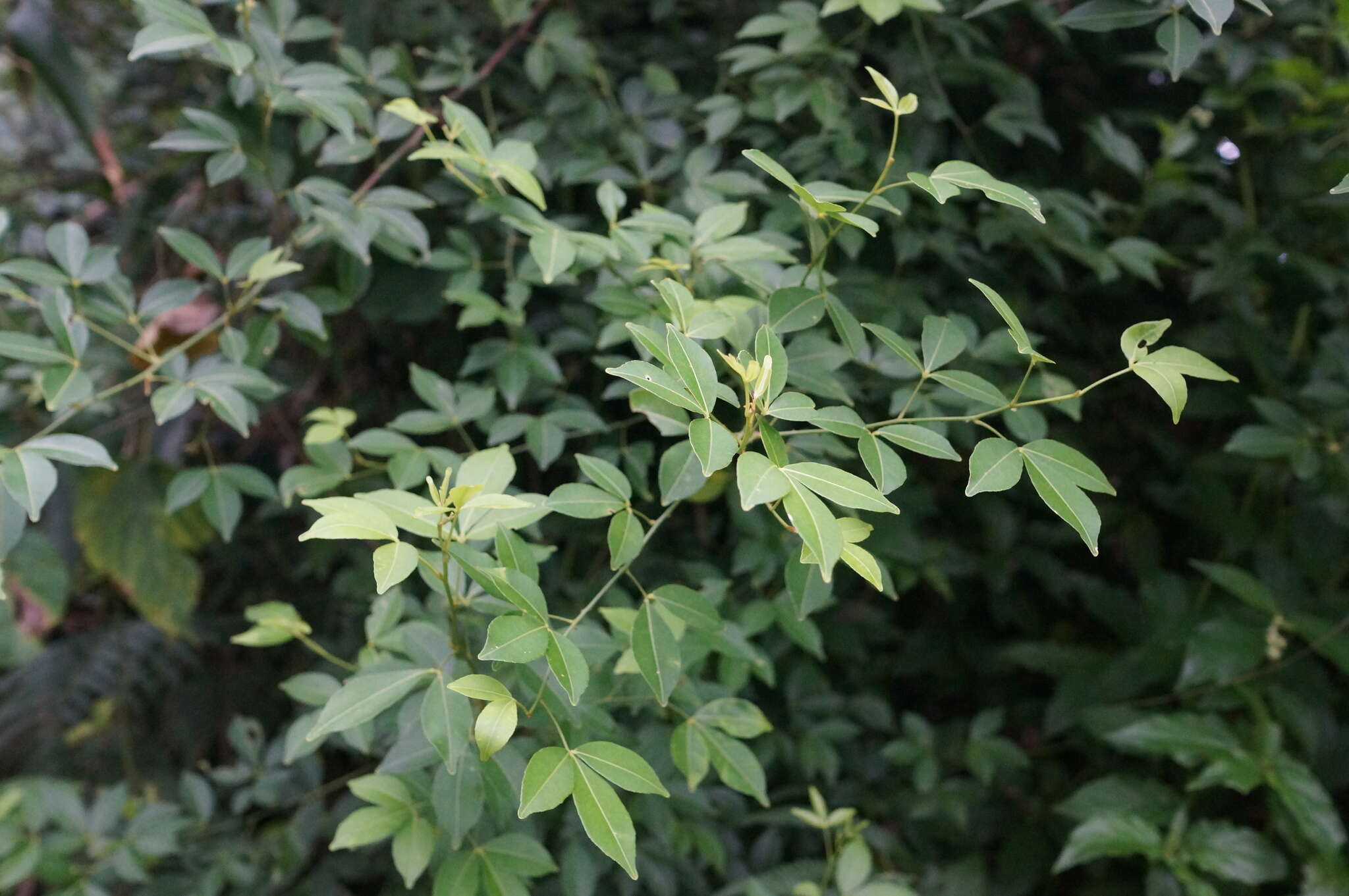 Image of Zanthoxylum asiaticum