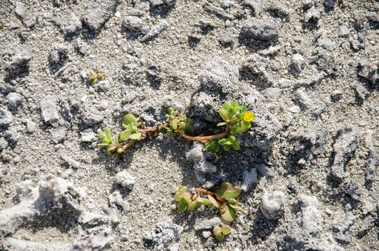 Image of Portulaca granulatostellulata (Poelln.) C. Ricceri & P. V. Arrigoni