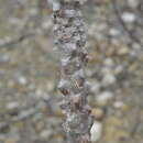Image of Plumeria tuberculata Lodd.