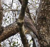 Accipiter tachiro sparsimfasciatus (Reichenow 1895)的圖片