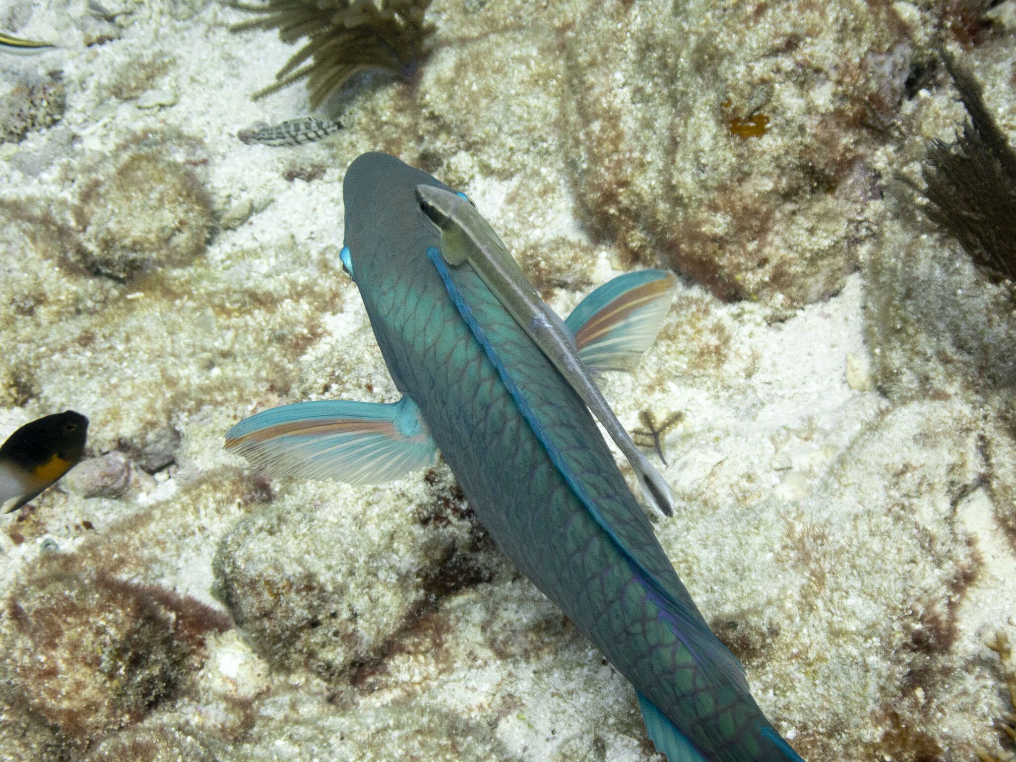 Image of Remora