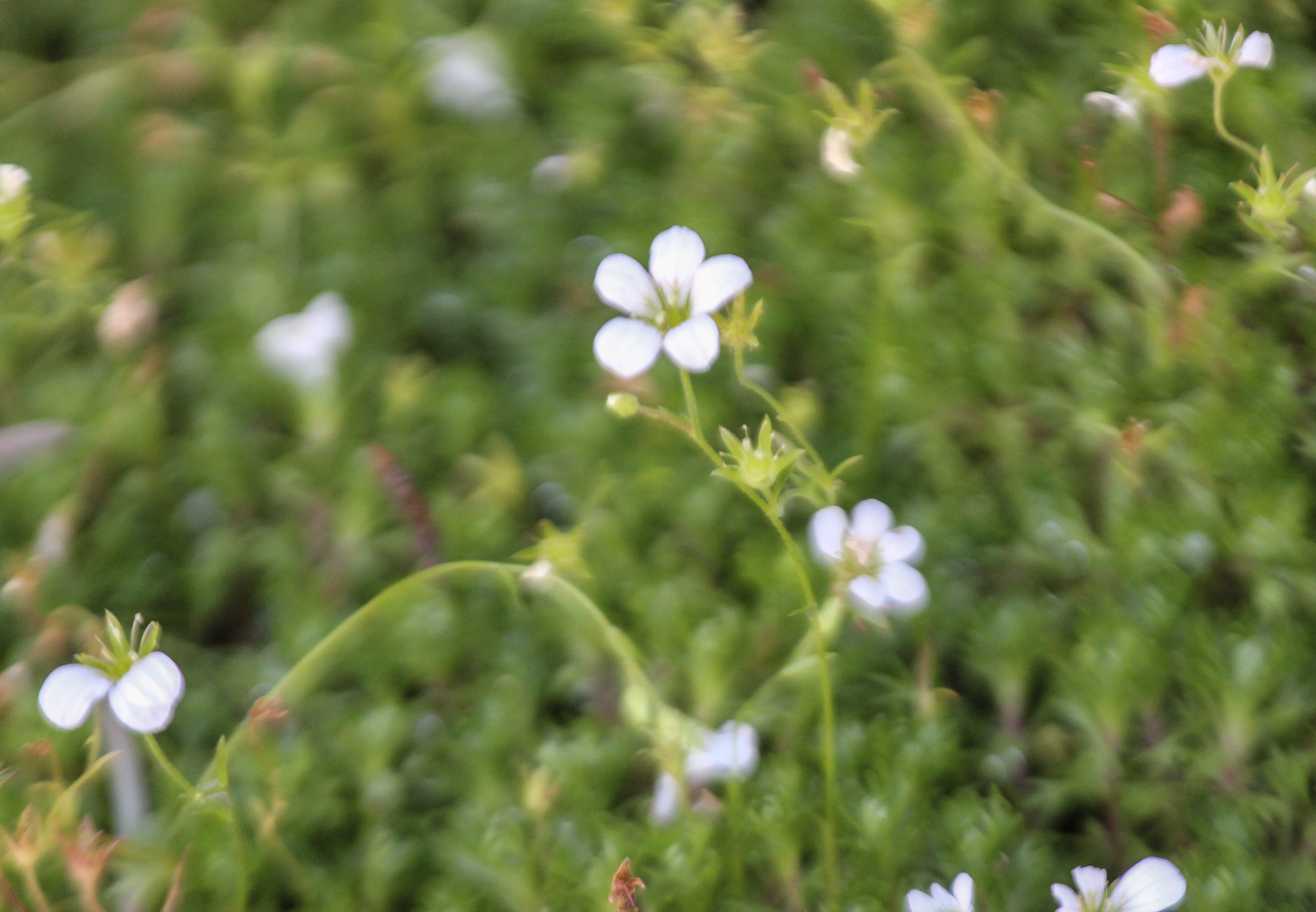 Saxifraga rosacea (rights holder: Arthur Chapman)