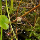 Image de Hydrocotyle pterocarpa F. Müll.