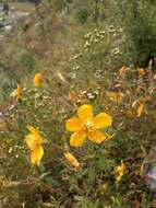 Imagem de Mentzelia scabra subsp. chilensis (Gay) Weigend