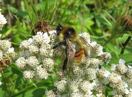 Слика од Bombus rufocinctus Cresson 1864