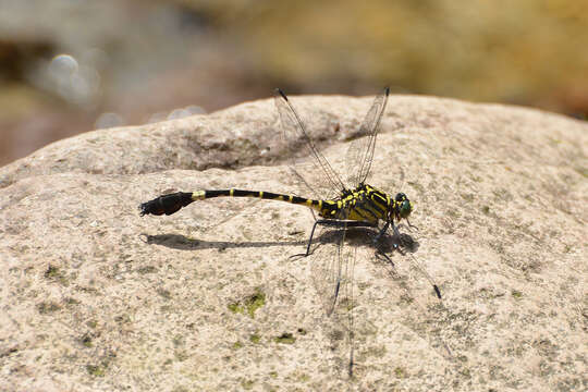 Image of Merogomphus pavici Martin 1904