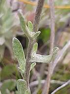 Image de Helichrysum spiralepis Hilliard & Burtt