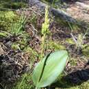 Image of Chiricahua adder's-mouth orchid
