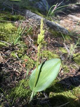 Image of Chiricahua adder's-mouth orchid