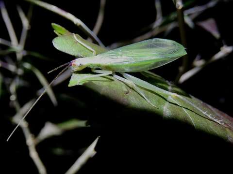 Imagem de Oecanthus varicornis Walker & F. 1869