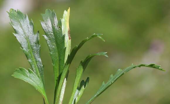 Слика од Leucanthemum atratum (L.) DC.