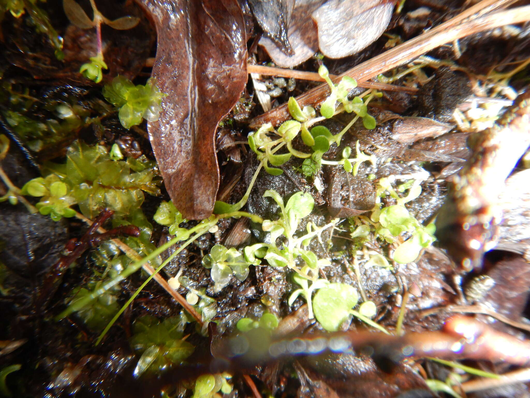 Image of Regel's chickweed