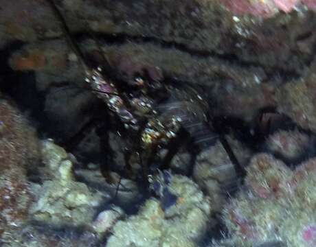 Image of Banded Spiny Lobster