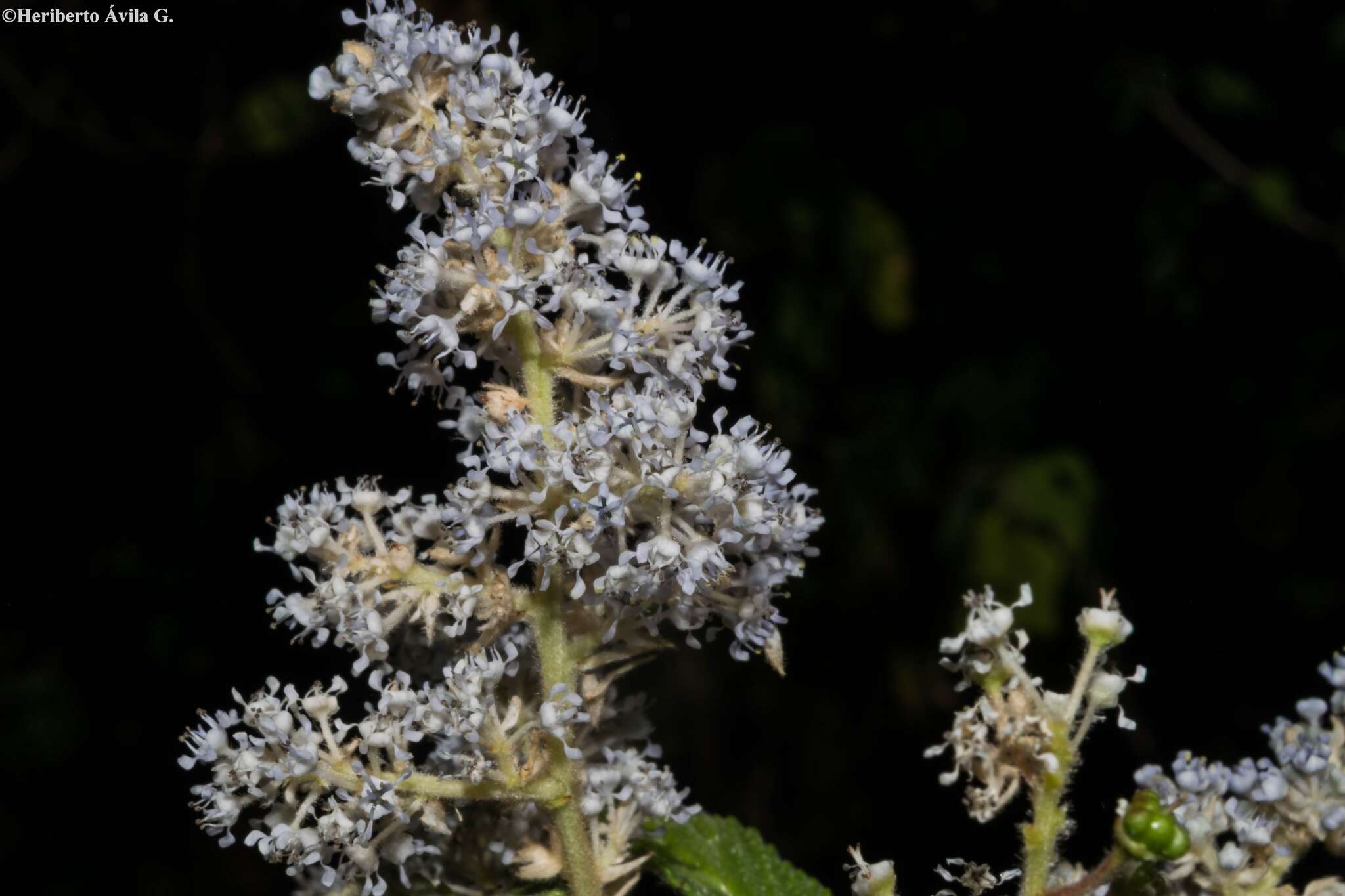 Image of Ceanothus caeruleus Lag.