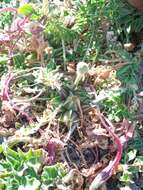 Imagem de Oenothera acaulis Cav.