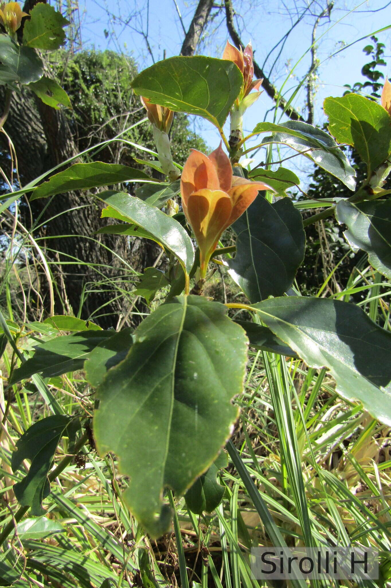 Image of Cinnamomum glanduliferum (Wall.) Nees