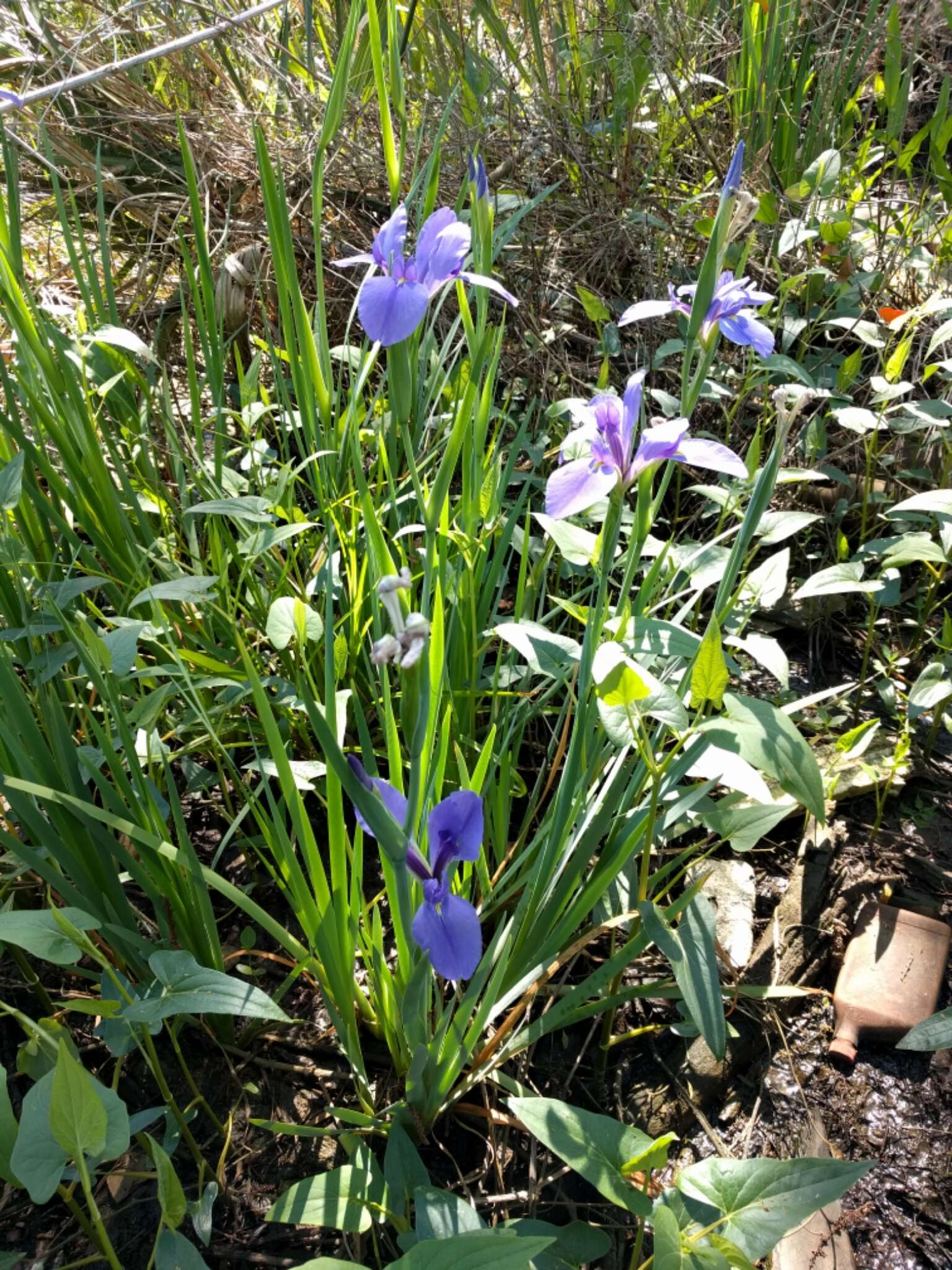 Image of giant blue iris