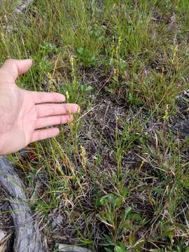 Image of yellow screwstem