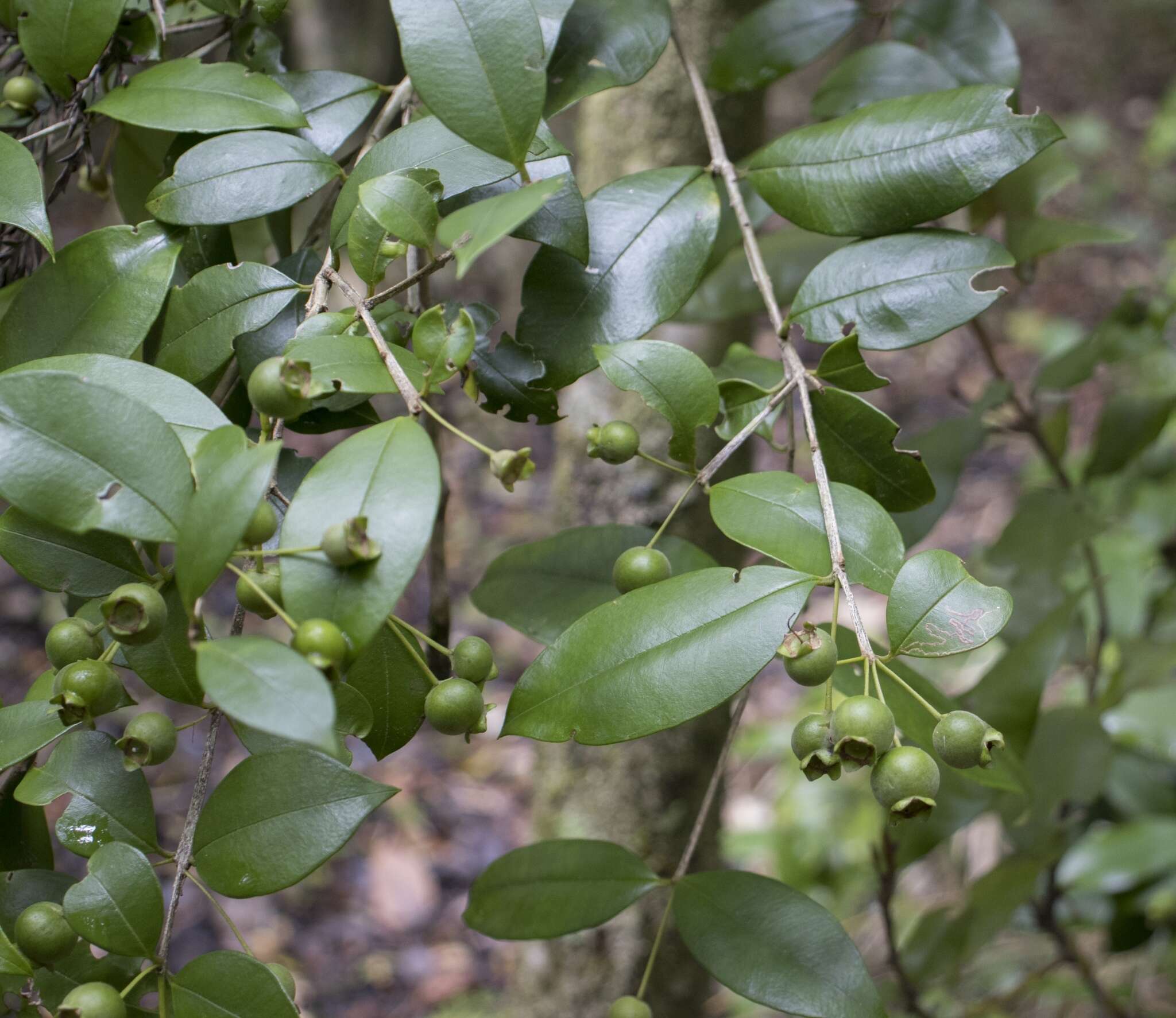 Image of Myrceugenia planipes (Hooker & Arn.) Berg