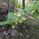 Image of Polygonatum desoulavyi Kom.