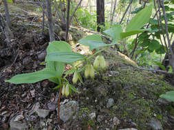 Image of Polygonatum desoulavyi Kom.