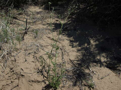 Image of bushloving cryptantha