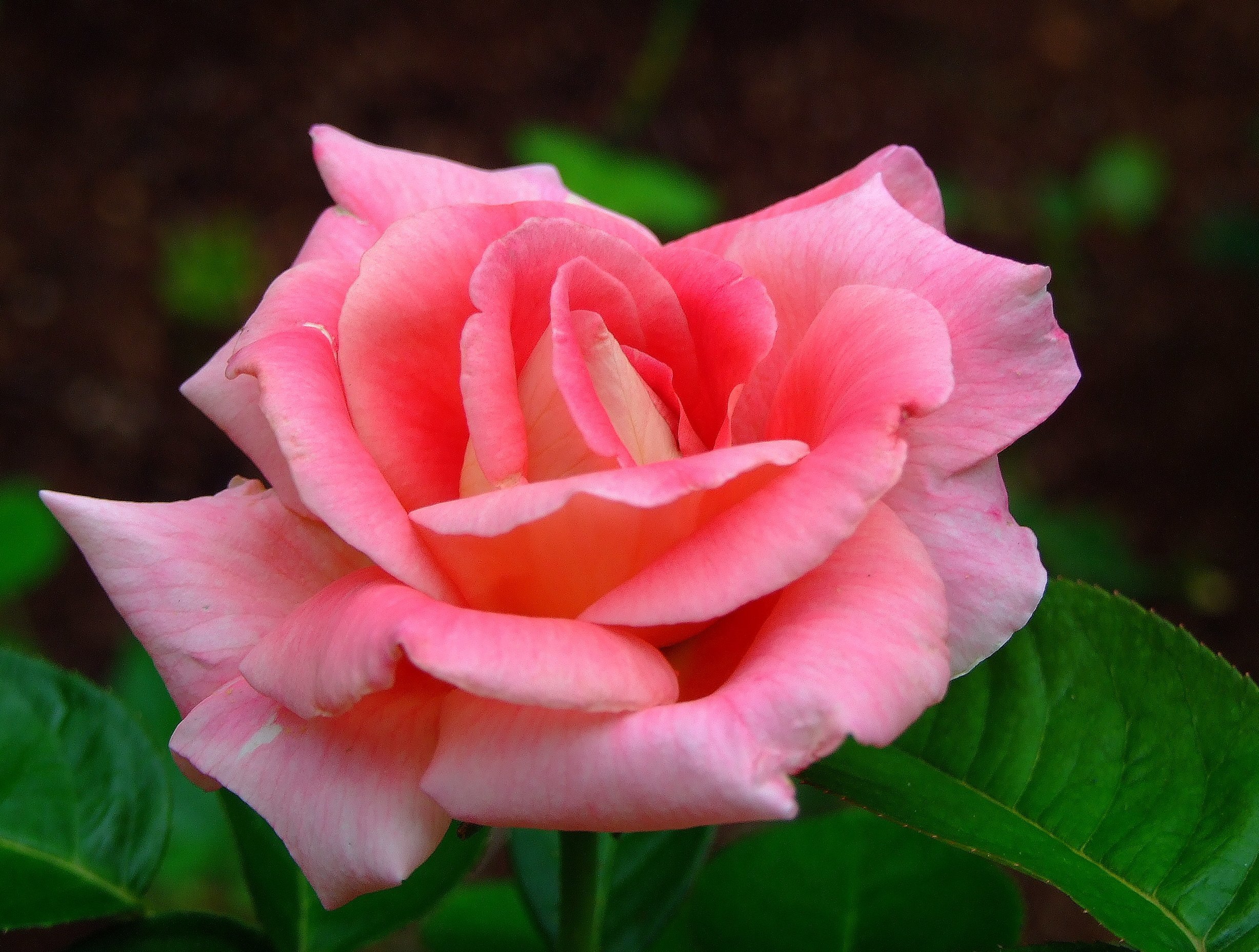 chinese-rose-media-encyclopedia-of-life