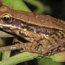 Image of Cope's Assam Frog