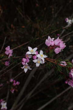 Image of Boronia pilosa subsp. pilosa