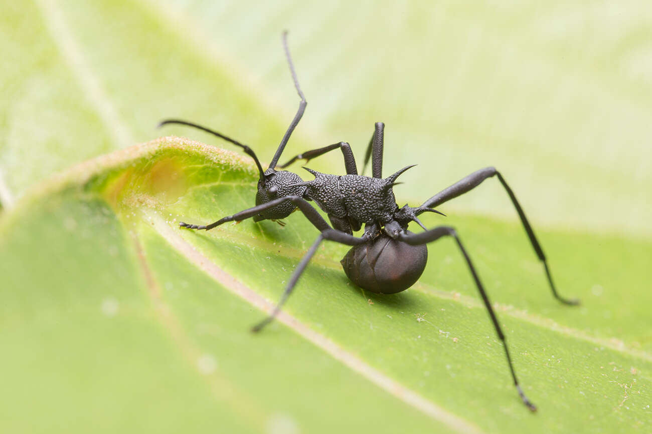 Image de Polyrhachis armata (Le Guillou 1842)