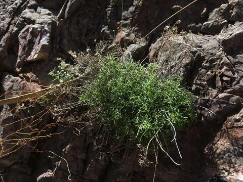 Imagem de Perityle staurophylla (Barneby) Shinners