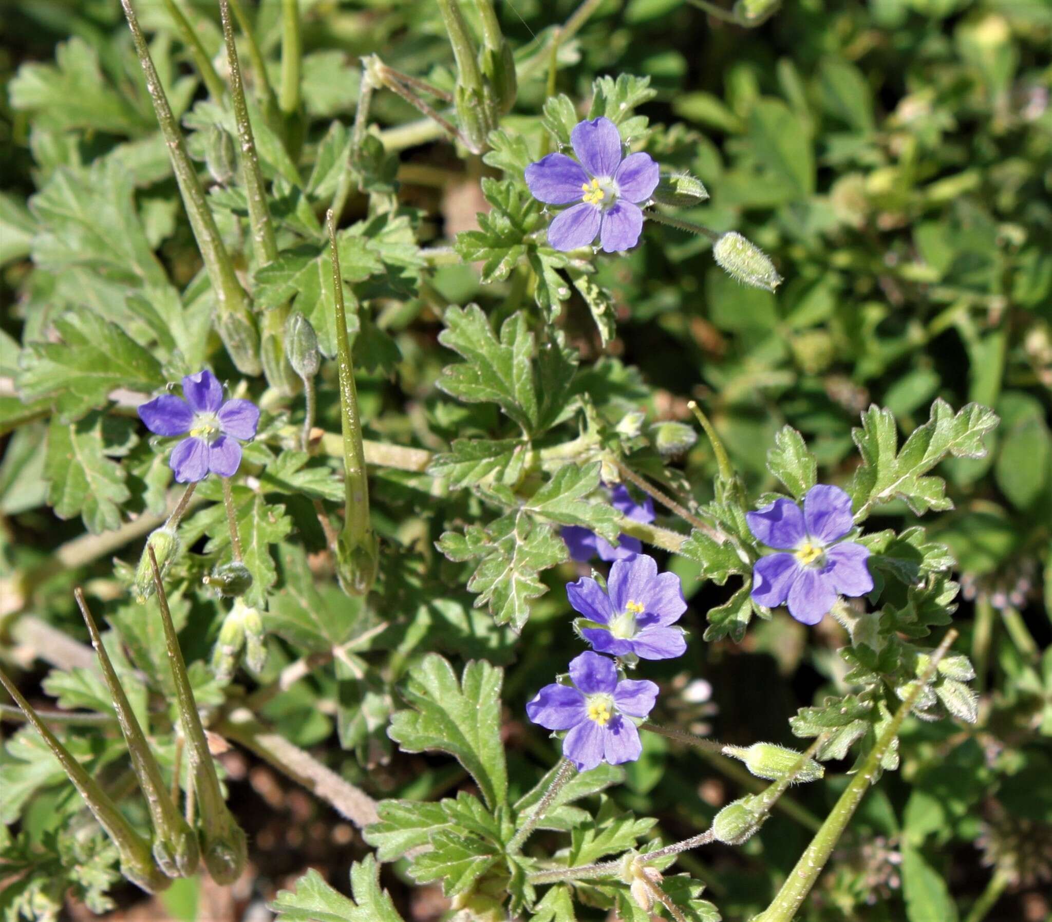 Слика од Erodium crinitum Carolin