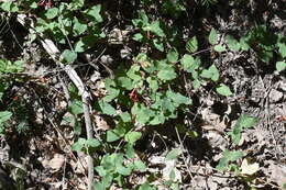 Image of Arizona honeysuckle