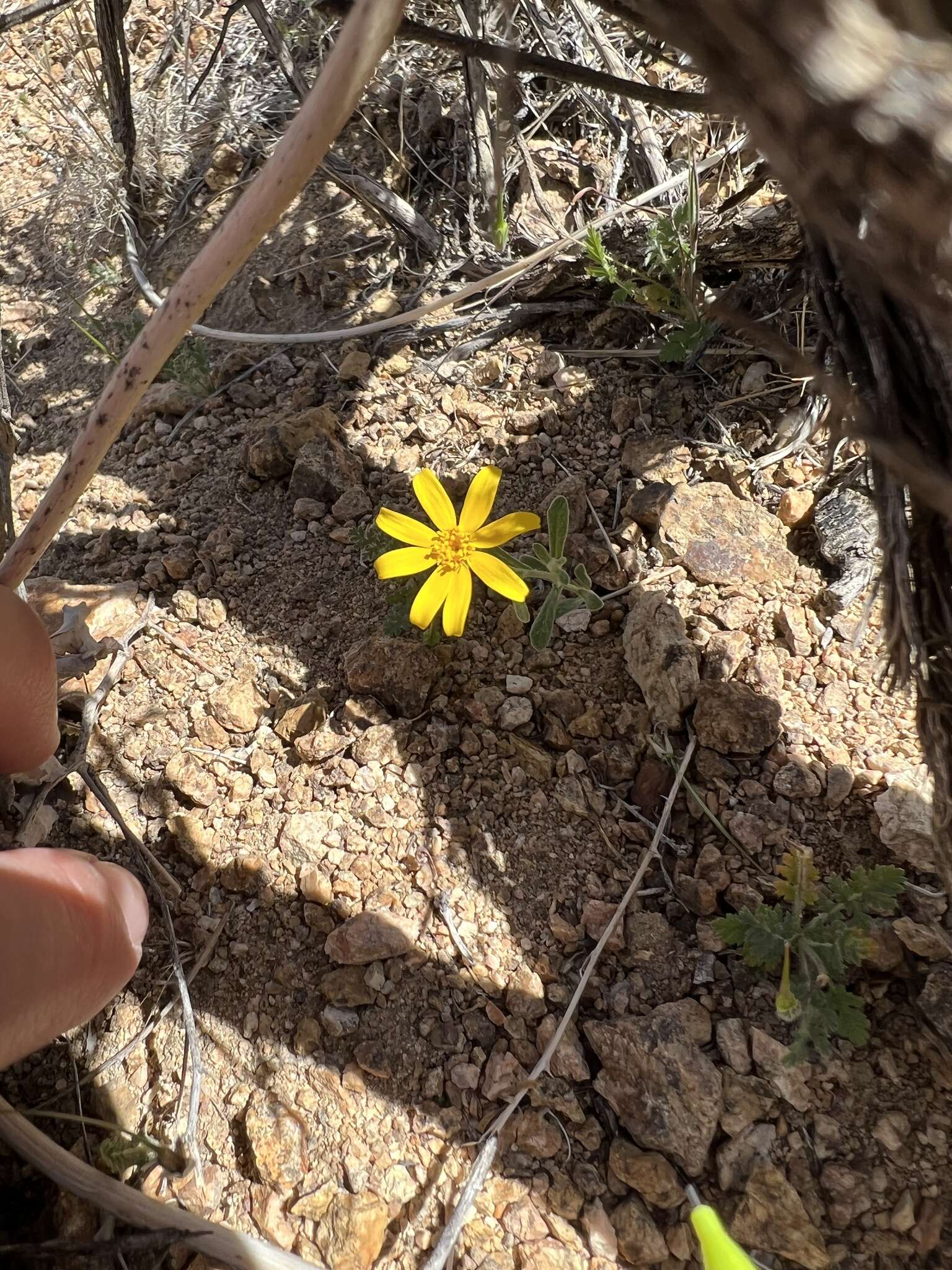 Imagem de Eriophyllum ambiguum var. paleaceum (Brandeg.) Ferris