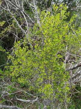 Слика од Rhamnus oleoides L.