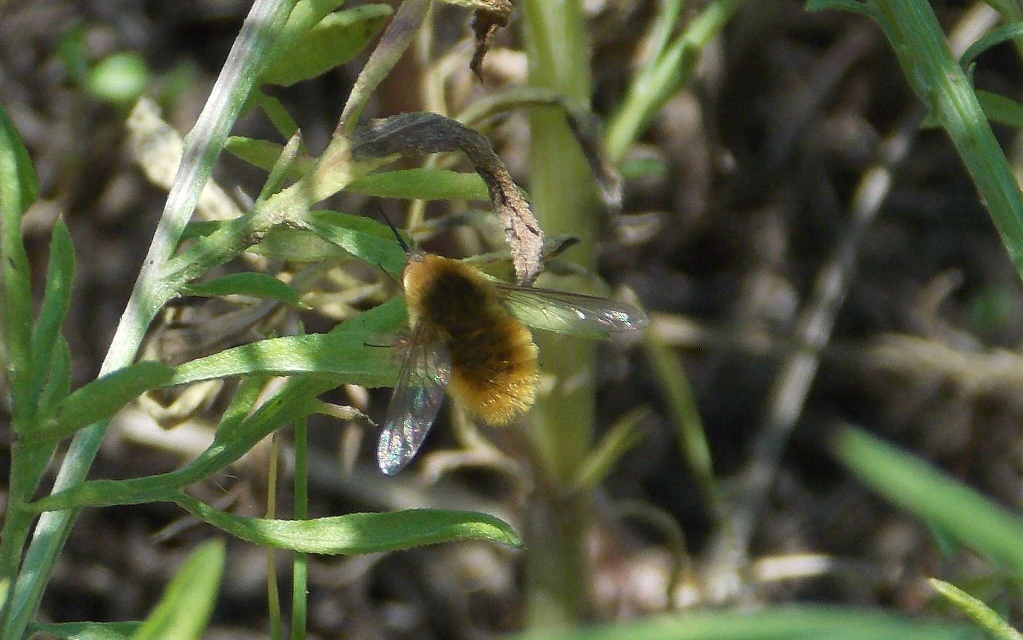 Image of grasshopper bee fly