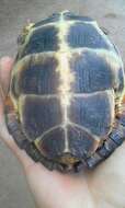 Image of Colombian Wood Turtle