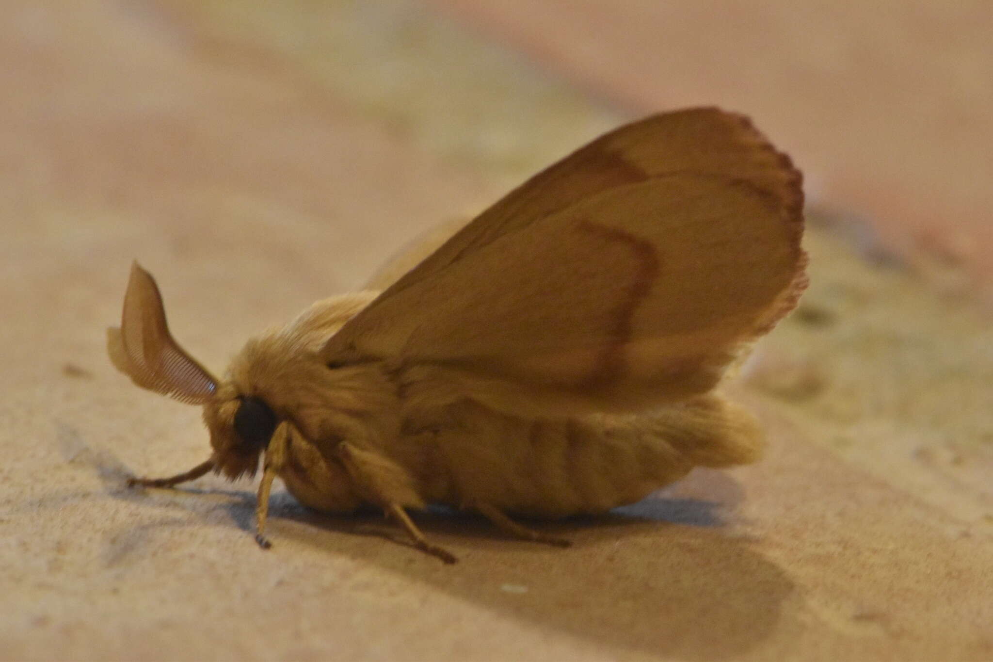 Image of grass eggar