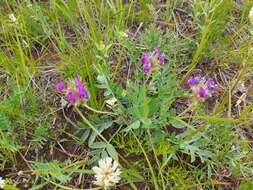 Image de Oxytropis nitens Turcz.