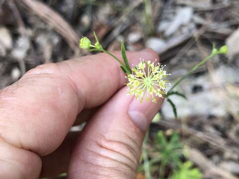 Trachymene ochracea L. A. S. Johnson resmi