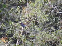 Image of Hooded Mountain Toucan