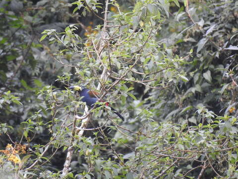 Image of Hooded Mountain Toucan