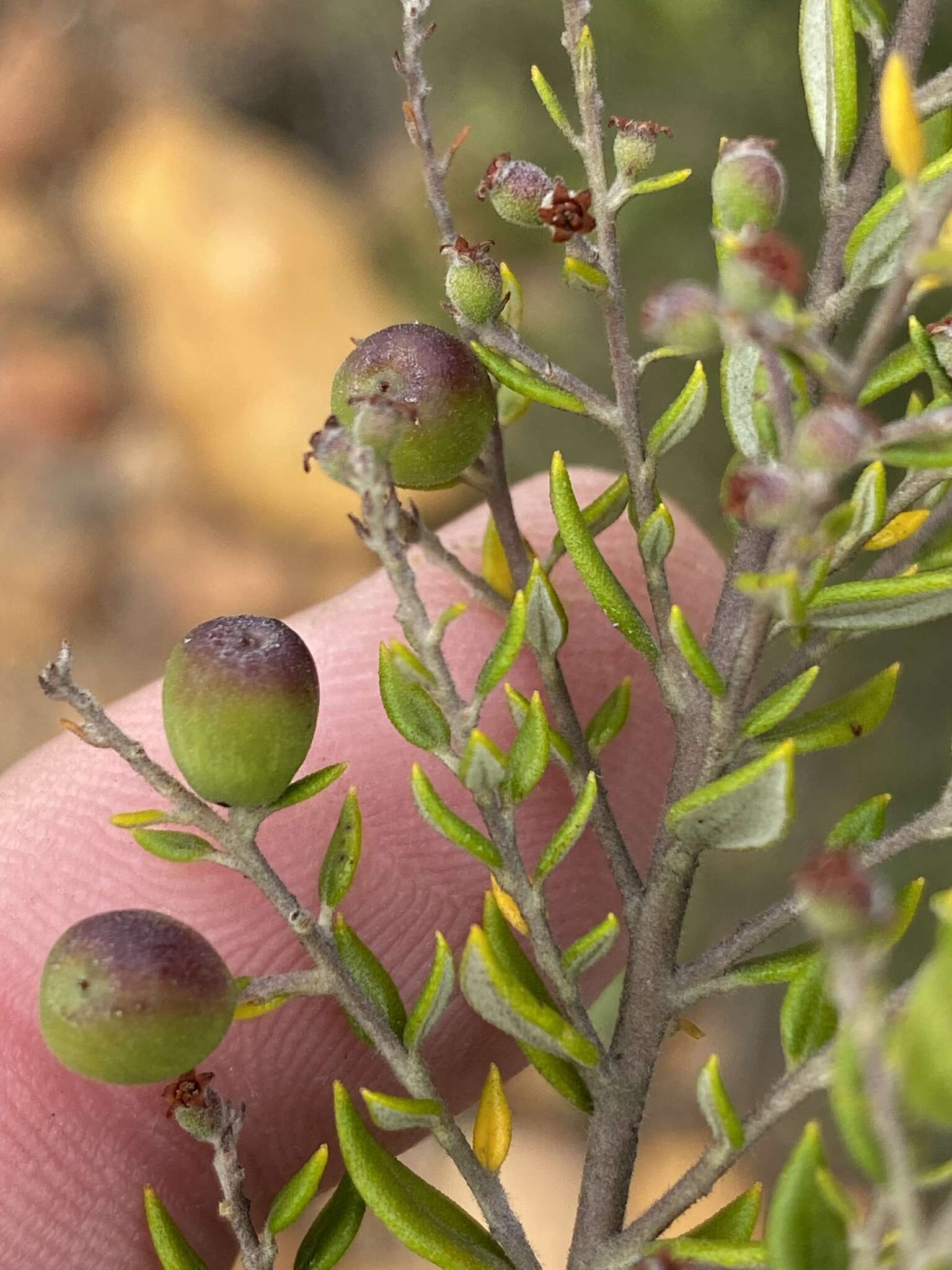 صورة Phylica paniculata Willd.